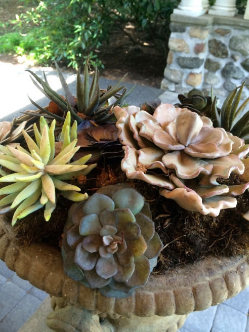 Ceramic succulents.  They somehow grew actual cacti outdoors too.
